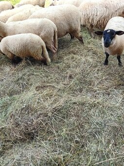 Baranki do Twojego ogródka - 4