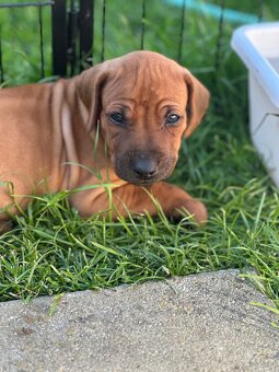 Rhodesian Ridgeback s pp - 4