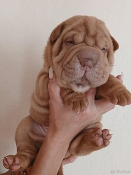 Sharpei, šarpej stěně s PP - 4