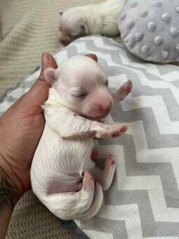 Maltańczyki z  rodowodem - 4