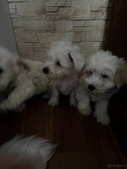 Szczeniaki – mix West Highland White - 4