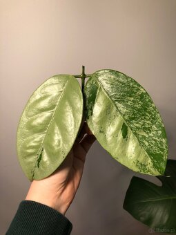 Hoya Coriacea Silver - 4