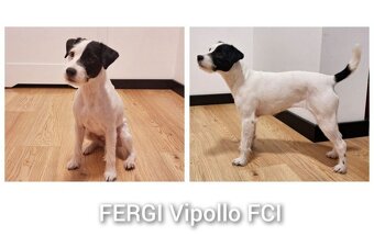 Parson Russell terrier piesek rodowodowy FCI - 4