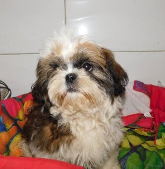 Sunia shih tzu Bibi - 4
