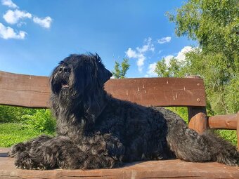 Czarny terier rosyjski - szczeniak - 4