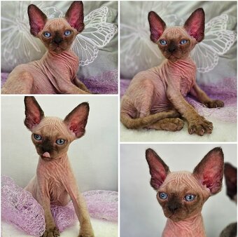 Devon rex z rodowodem - 4