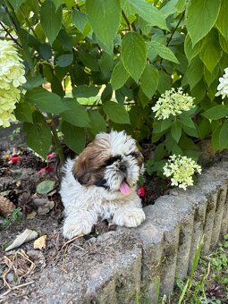 Psy rasy shih-tzu - 4