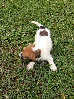 Jack Russell terrier - 4