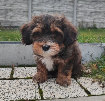 Hawańczyk rodowód FCI - 4