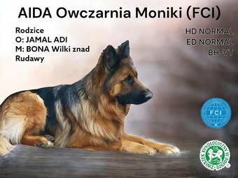 Owczarek niemiecki długowłosy FCI - 4