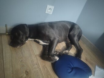 Cane Corso suka 14 miesięcy - 4