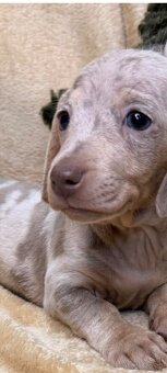 Jamnik miniaturka merle izabell lub gładki izabell - 4