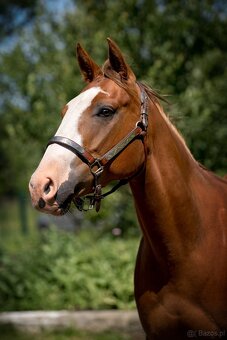 APH gelding 3yo - 4