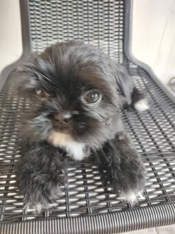 Piesek shih-tzu - 4