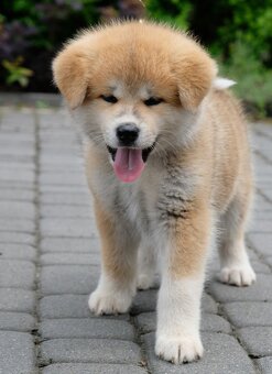 Akita Inu Akita japońska ZKWP FCI po Championie - 4