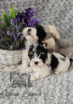 Yorkshire Terrier Biewer (TRICOLOR) piesek PASZPORT - 4
