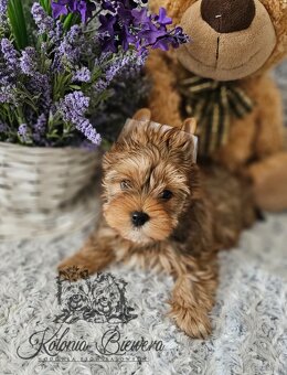 Yorkshire Terrier Ocean Pearl piesek PASZPORT - 4