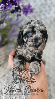 Pudel Toy/Miniaturowy Blue Merle adania Genetyczne Paszport - 4