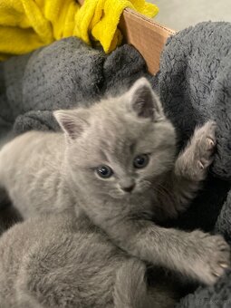 Kotki brytyjskie - 4