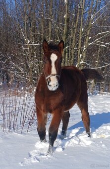 Piekny ogierek 8 miesiecy - 4