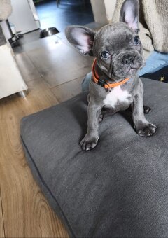 Buldogi francuskie - 4