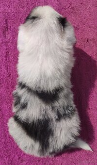 Cudowny Border Collie blue merle, pies z hodowli, pełna dok. - 4