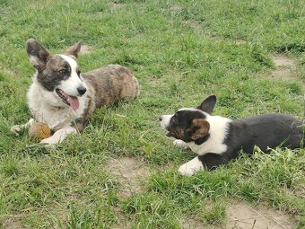 Welsh Corgi Cardigan szczenięta hodowla Rivulus FCI - 4