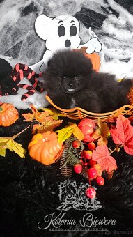 Szpic Miniaturowy/Pomeranian PASZPORT - 4