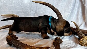 Jamnik standardowy szorstkowłosy s PP - 4