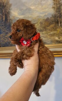 Pudel Toy red śliczna suczka - 4