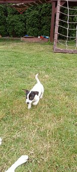 Jack Russell terrier - 4