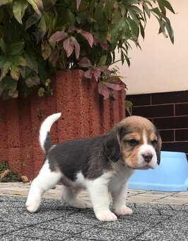 Beagle / Bigle - szczenięta rodowodowe ZKwP / FCI po Champio - 4