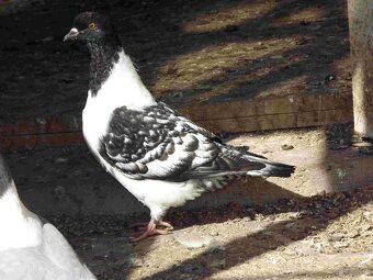 sprzedam gołębie - 4