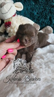 Szpic Miniaturowy/pomeranian PASZPORT - 4