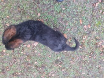 SZCZENIAK Owczarek niemiecki - 4