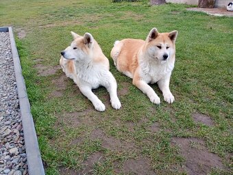 Akira Inu chłopiec - 4