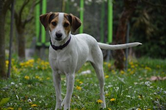 Duński szwedzki pies hodowlany - 4