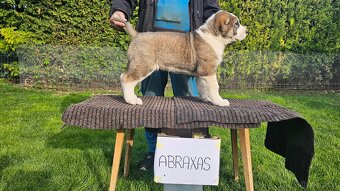 Owczarek środkowoazjatycki – szczenięta z rodowodem - 4