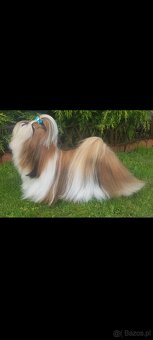 Suczka Shih Tzu - 4