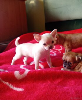 Chihuahua szczenięta - 4