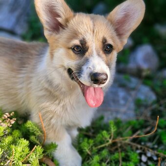 Welsh Corgi Pembroke s pp - 4