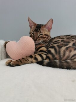 Rodowodowa kotka Bengalska - 4