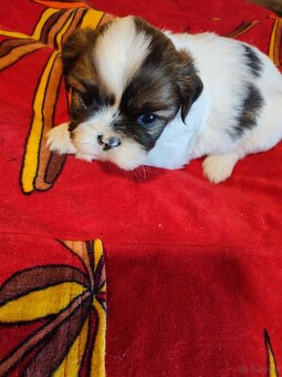 Suczki  mieszanka ( shih tzu - pekińczyk) - 4