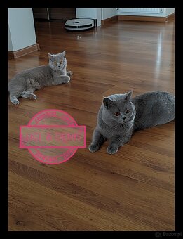 Zapraszam do rezerwacji kotka brytyjskiego - 4