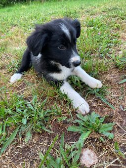 Border collie - 4