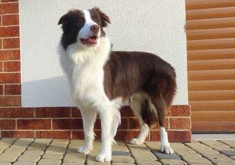 Border Collie - Rasowy pies maści ee-red, komplet dok. - 4