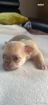 Chihuahua - 4