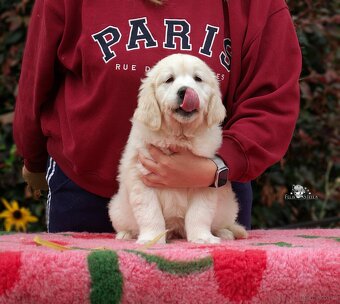 Sprzedam suczka golden retriever ZkwP/FCI - 4
