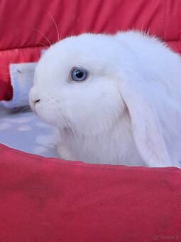 Białe baranki mini lop - 4