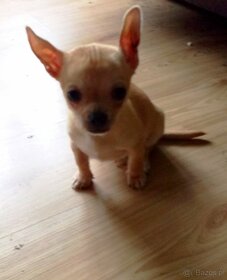 Chihuahua szczenięta - ostatni piesek - 4